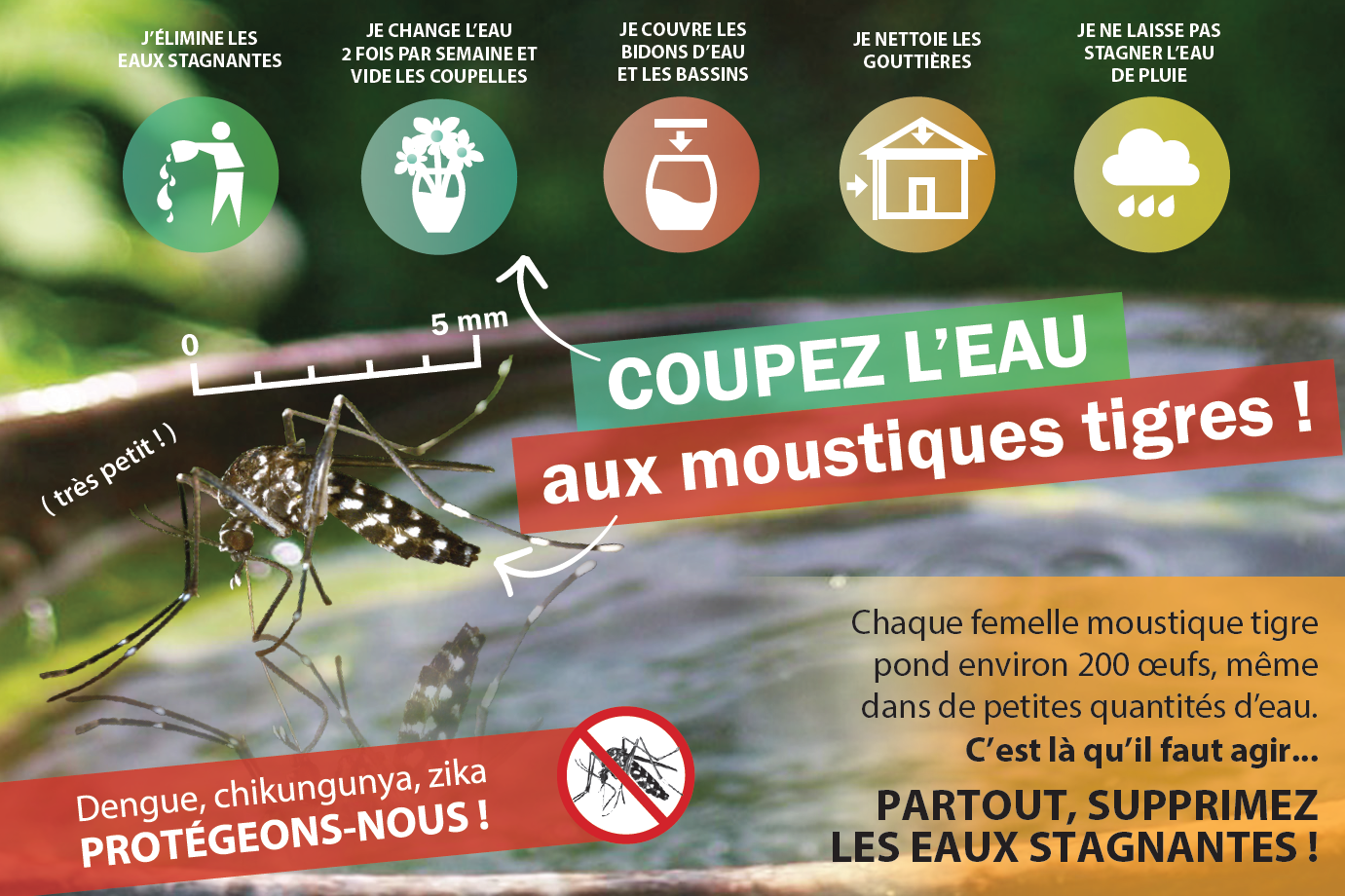 Moustique tigre et et lutte anti-vectorielle - Sécurité sanitaire -  Sécurité - Actions de l'État - Les services de l'État en Charente-Maritime